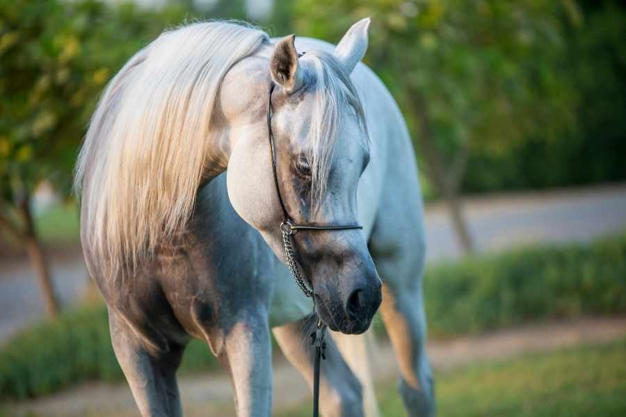 Caballo Arabe - Todo lo que debes conocer