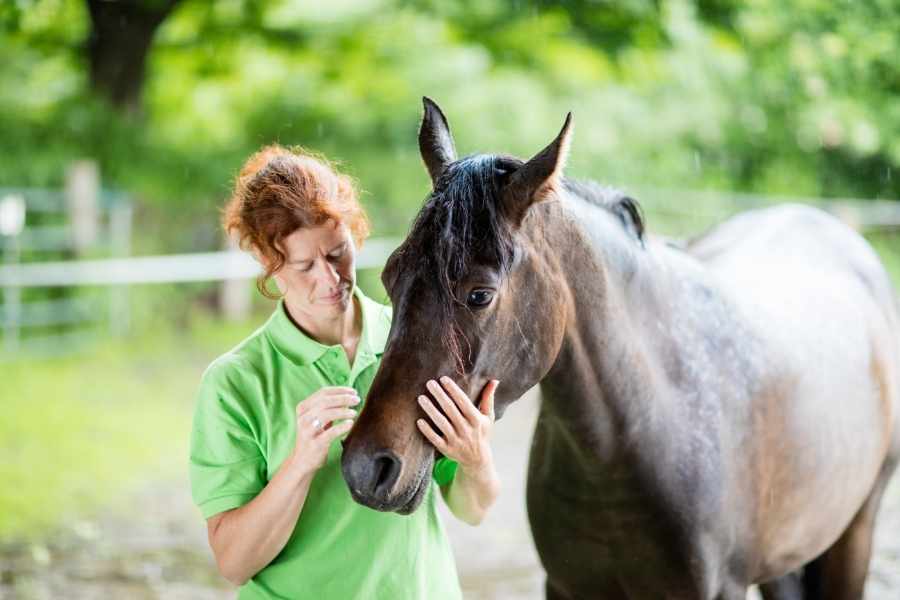 Cuidados básicos del caballo árabe