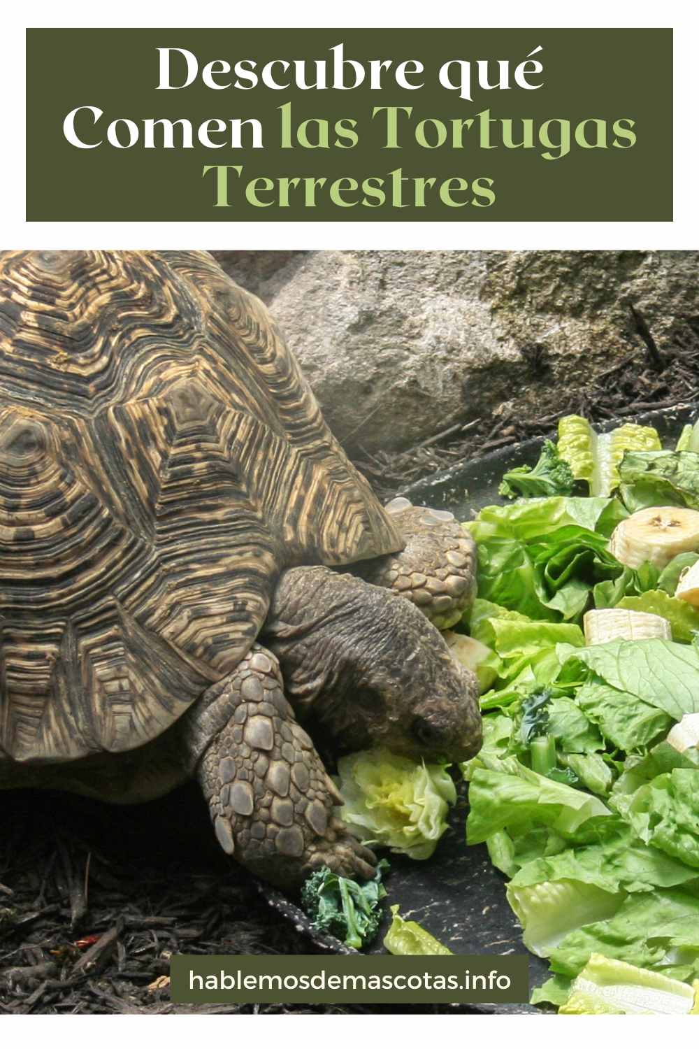 Descubre qué Comen las Tortugas Terrestres