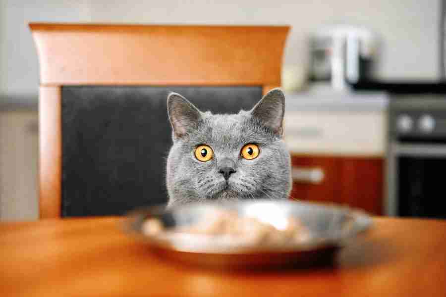 sienta a tu gato en la mesa contigo