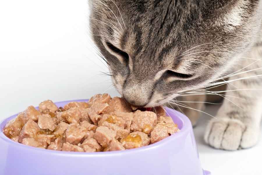 Evalúa las posibles causas del porque tu gato no quiere comer
