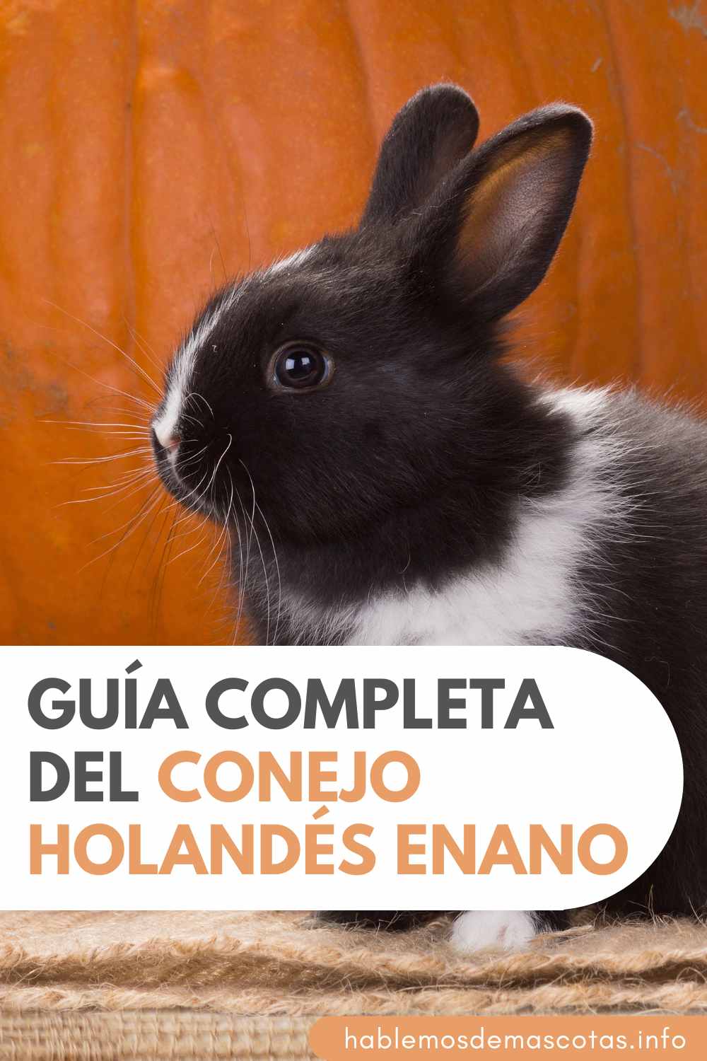 Guía Completa del Conejo Holandés Enano