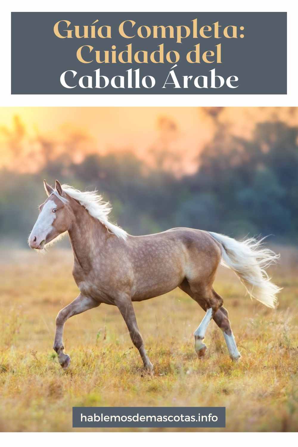 Guía Completa_ Cuidado del Caballo Árabe