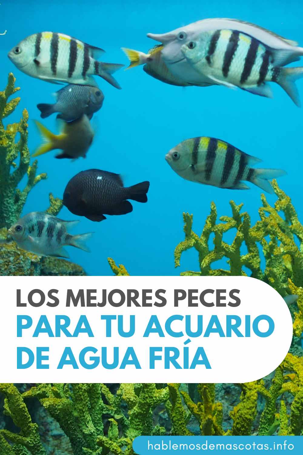 Los Mejores Peces para Tu Acuario de Agua Fría