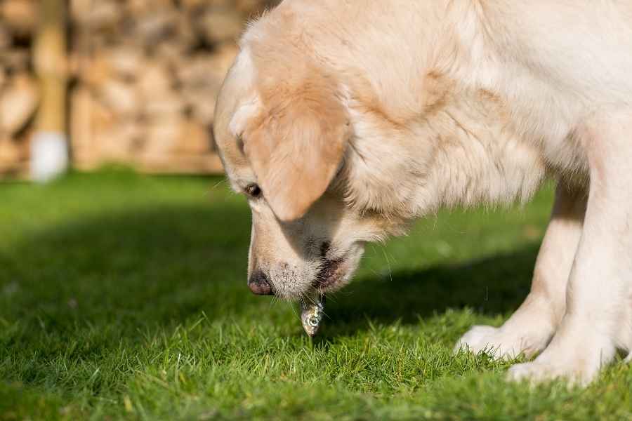 Comer hierba puede producir vomito color amarillo en perros