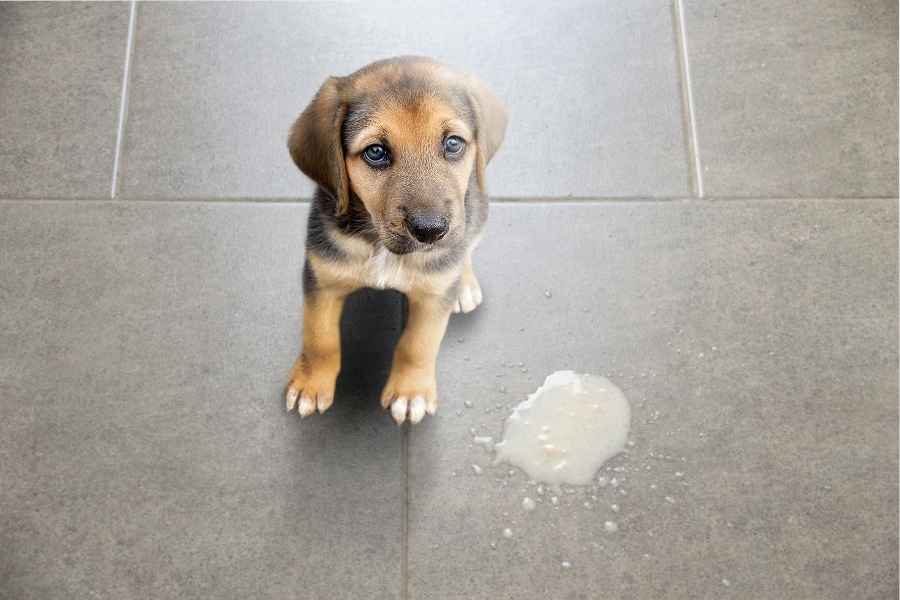 Por qué mi perro vomita color amarillo