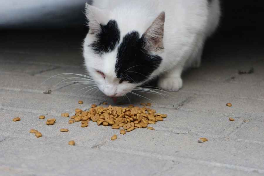 Qué pasa si mi gato no ingiere alimentos en un día