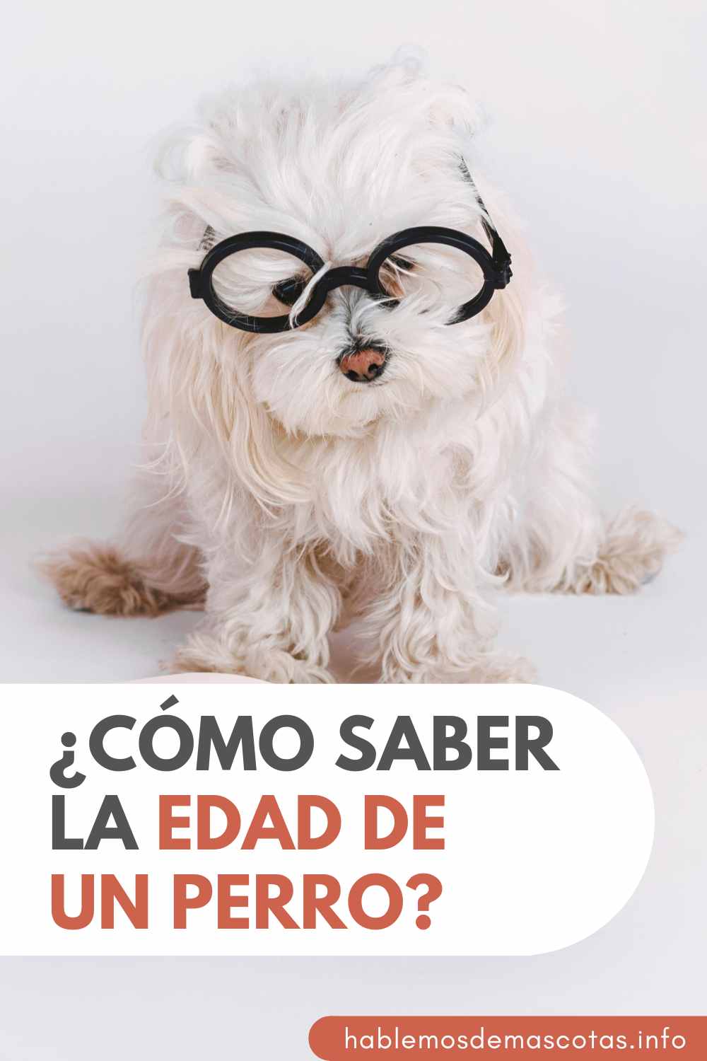 ¿Cómo saber la edad de un perro