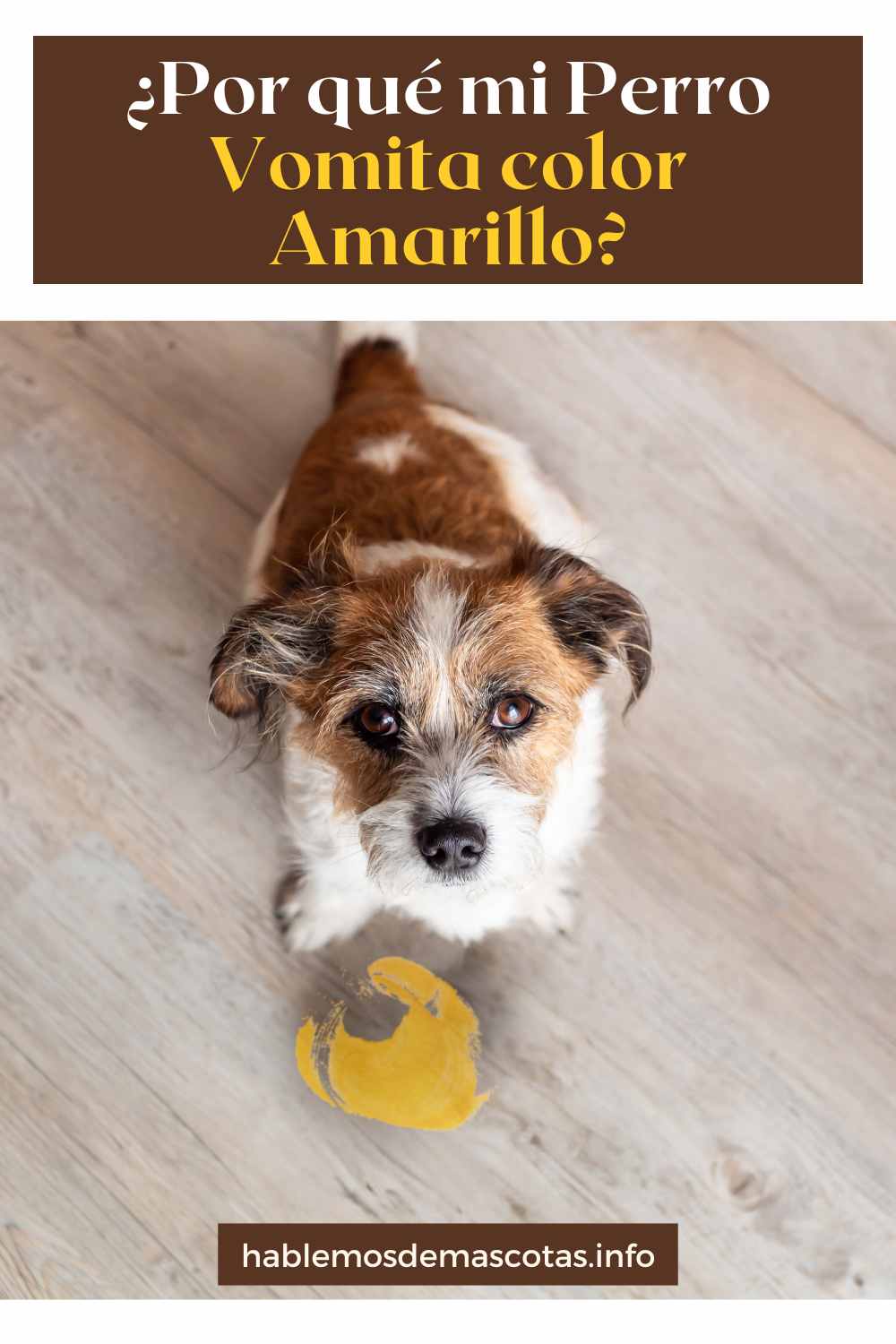 ¿Por qué mi perro vomita color amarillo