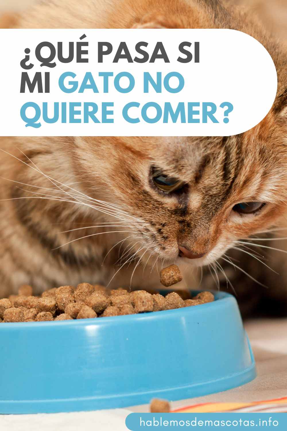 ¿Qué pasa si mi gato no quiere comer