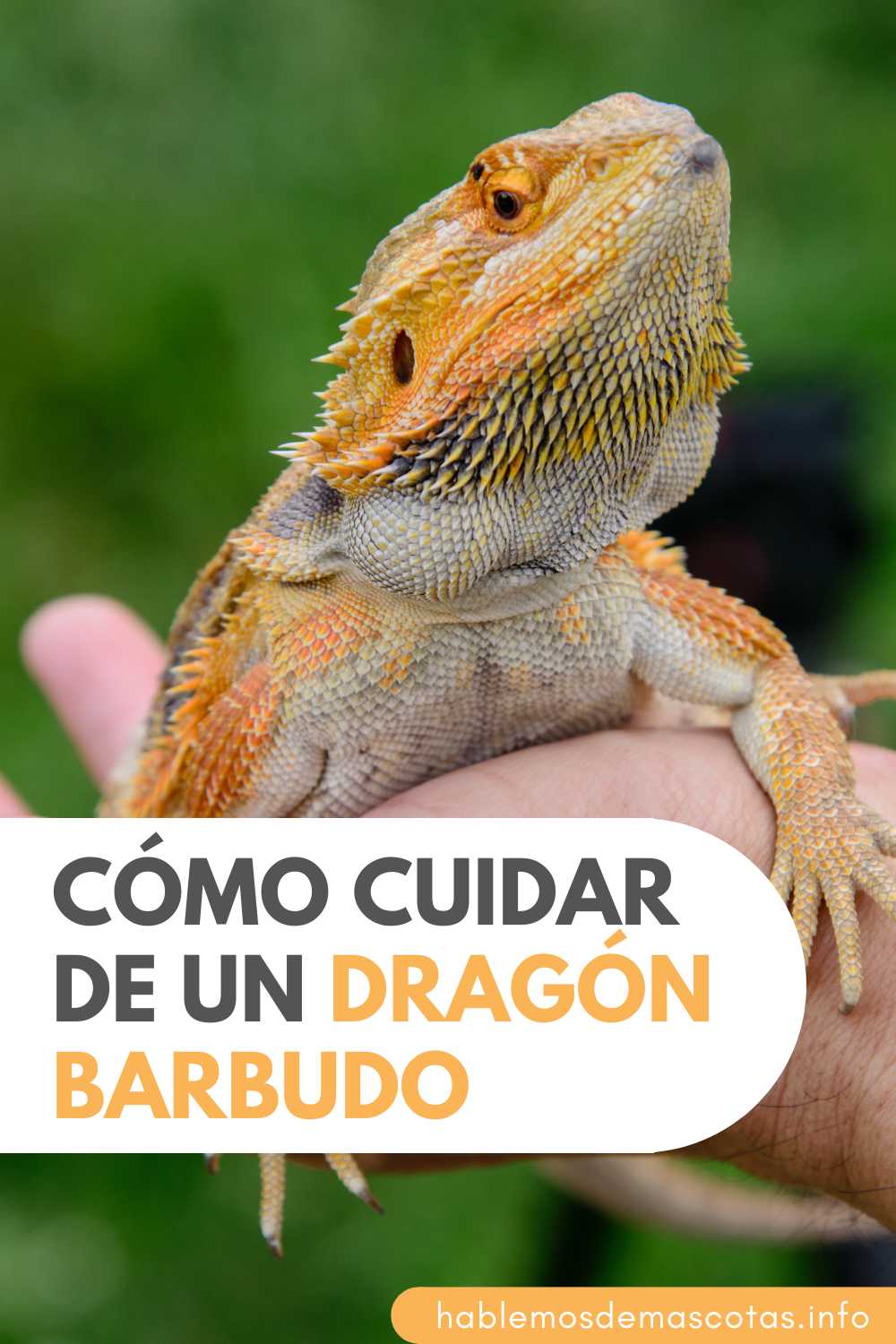Cómo Cuidar de un Dragón Barbudo