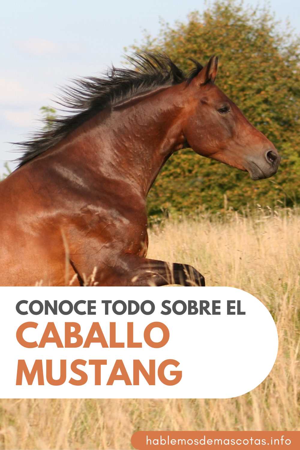 Conoce Todo Sobre el Caballo Mustang