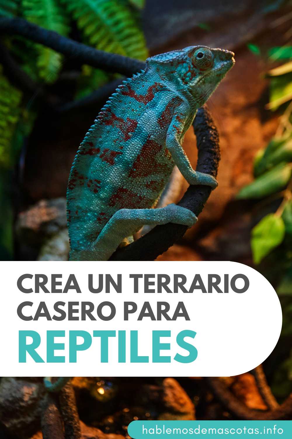 Crea un Terrario Casero para Reptiles