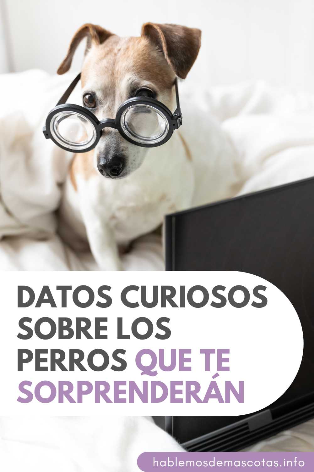 Datos curiosos sobre los Perros que te Sorprenderán