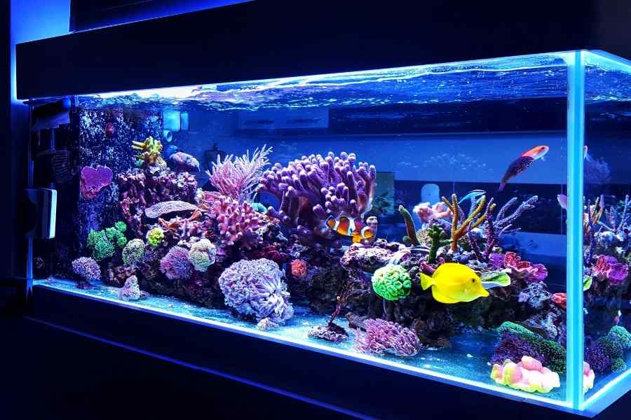 Por que debería elegir peces de agua fría para mi acuario