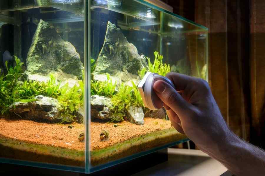 Requisitos para un acuario de agua fría