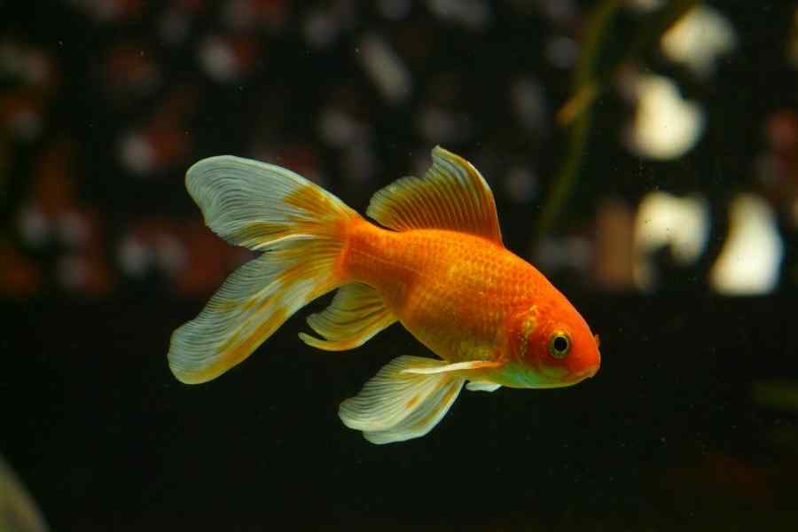 Goldfish