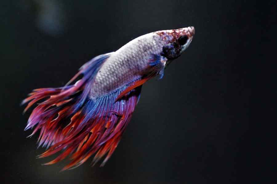 Betta Splendens