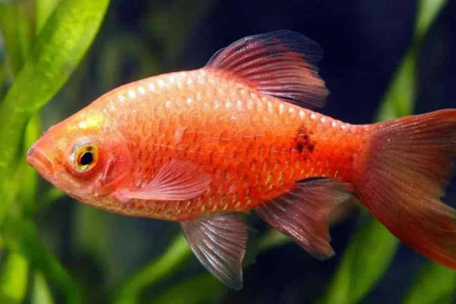 Barbo Rosado