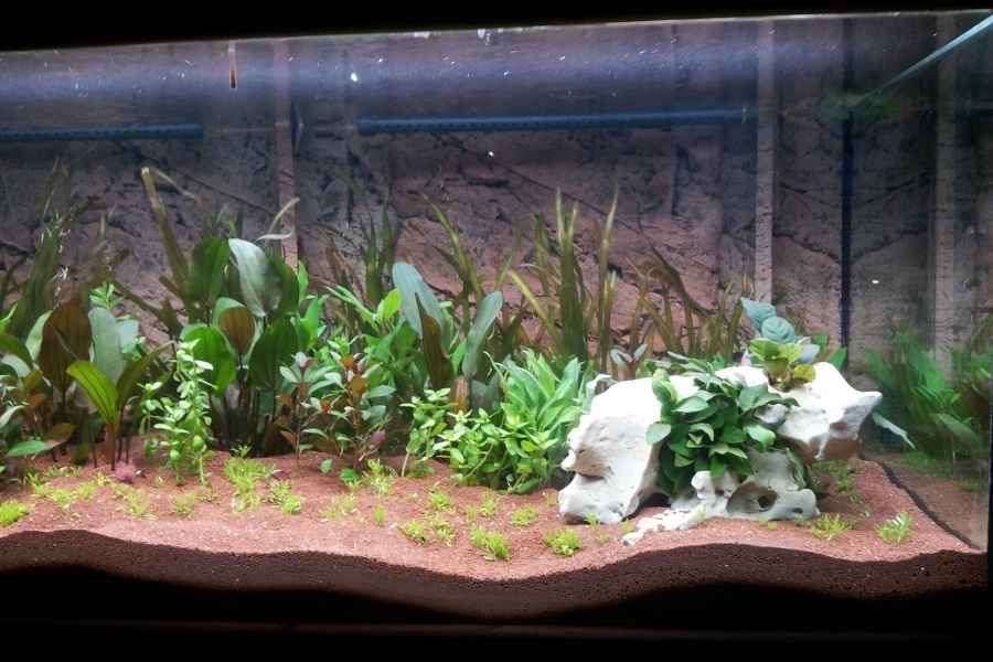 Planifica el tamaño de tu terrario