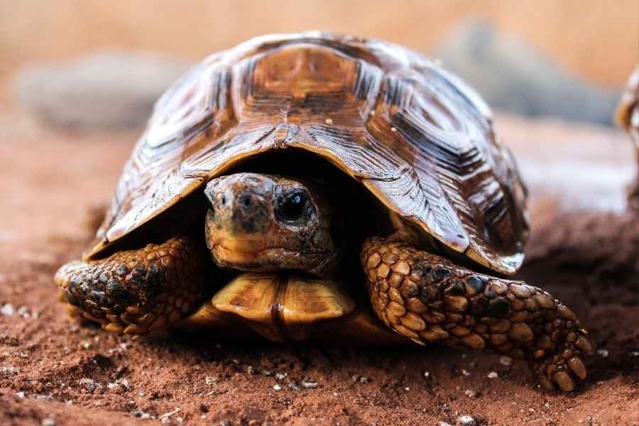 Tortugas de tierra