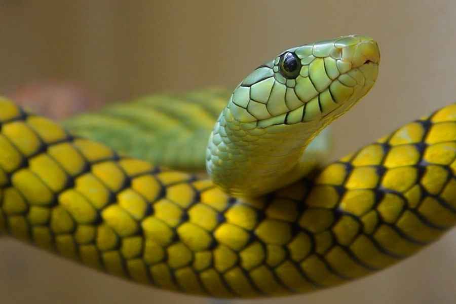 Serpientes en terrario