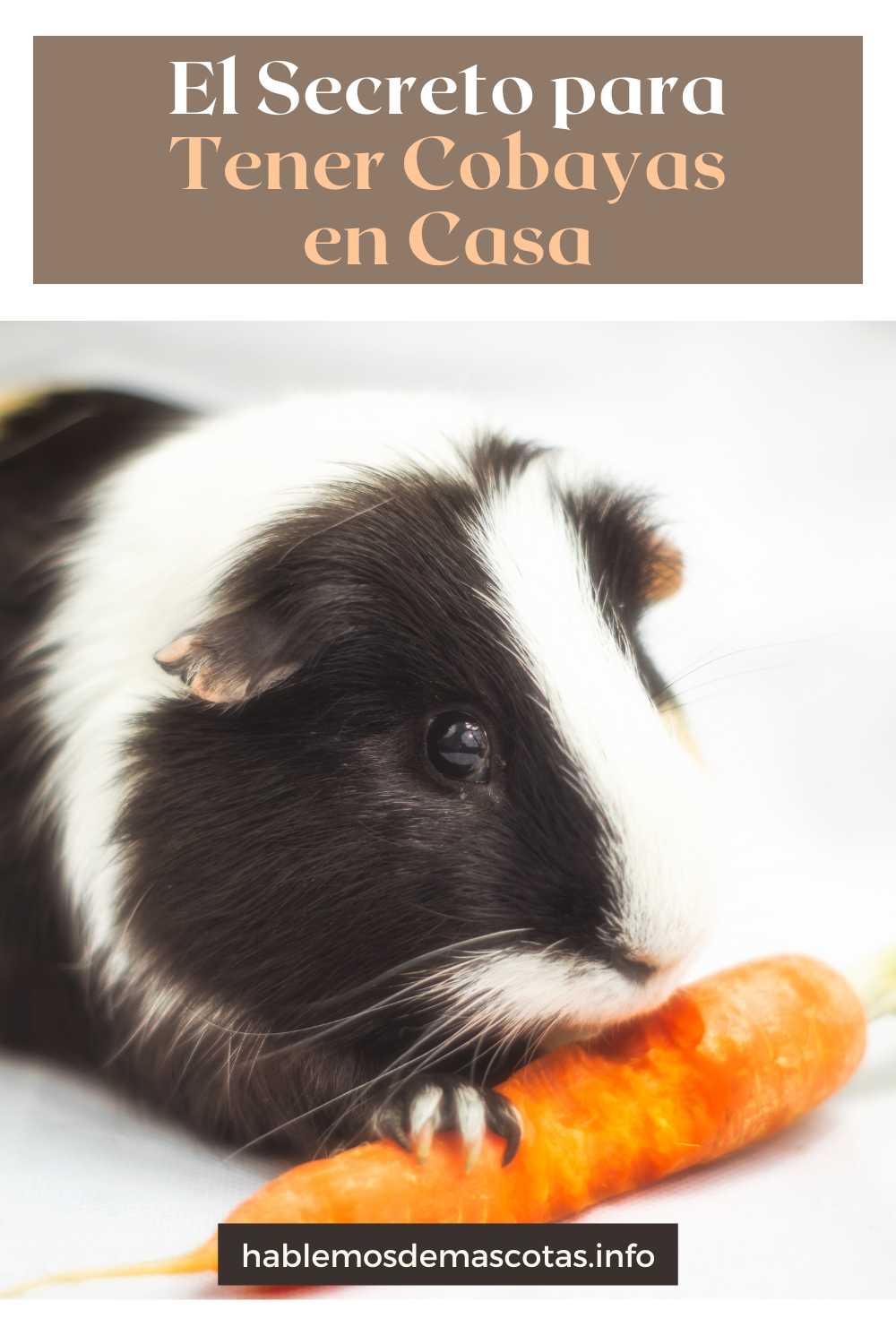 El Secreto para Tener Cobayas en Casa