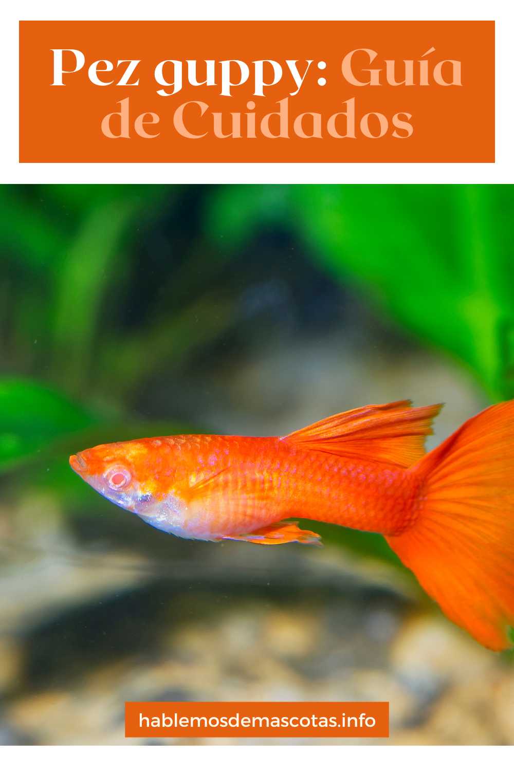 Pez guppy_ Guía de Cuidados