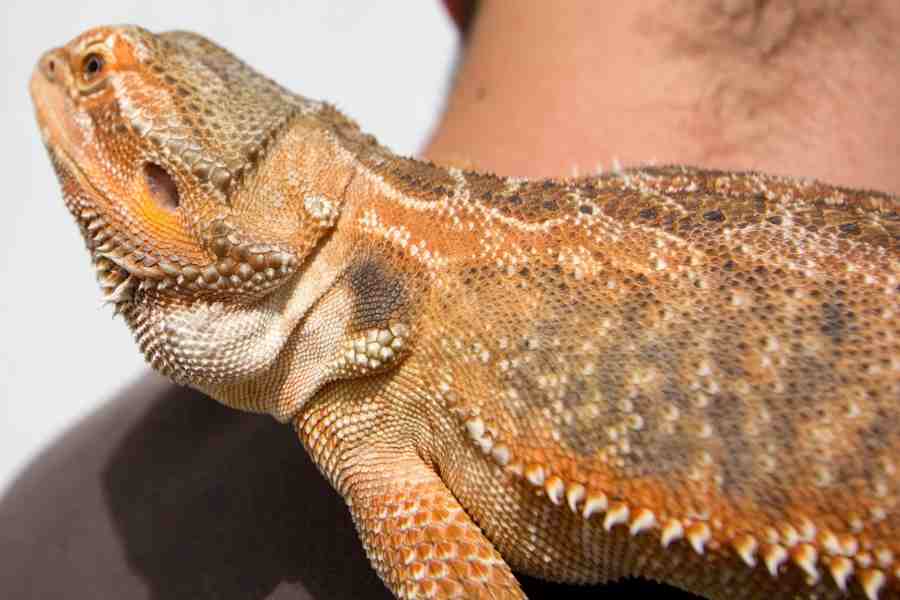 Pogona Henrylawsoni