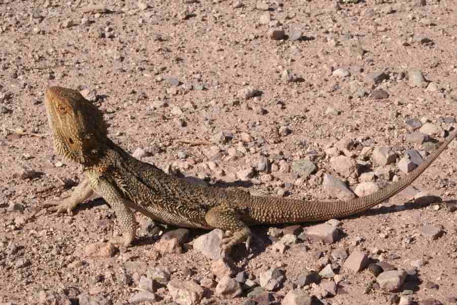 Pogona Minor Minor
