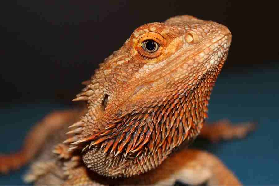 Pogona Vitticeps