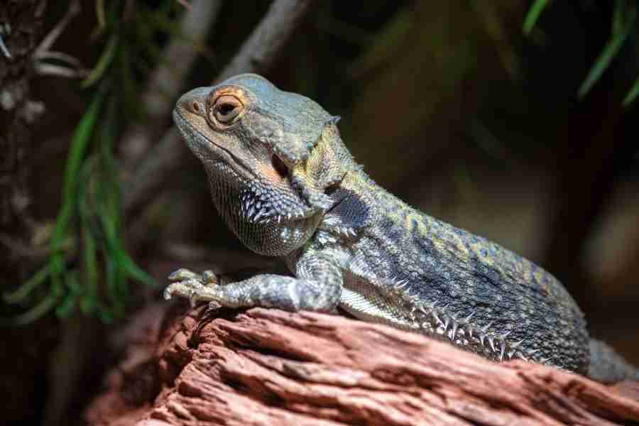 Pogona barbata