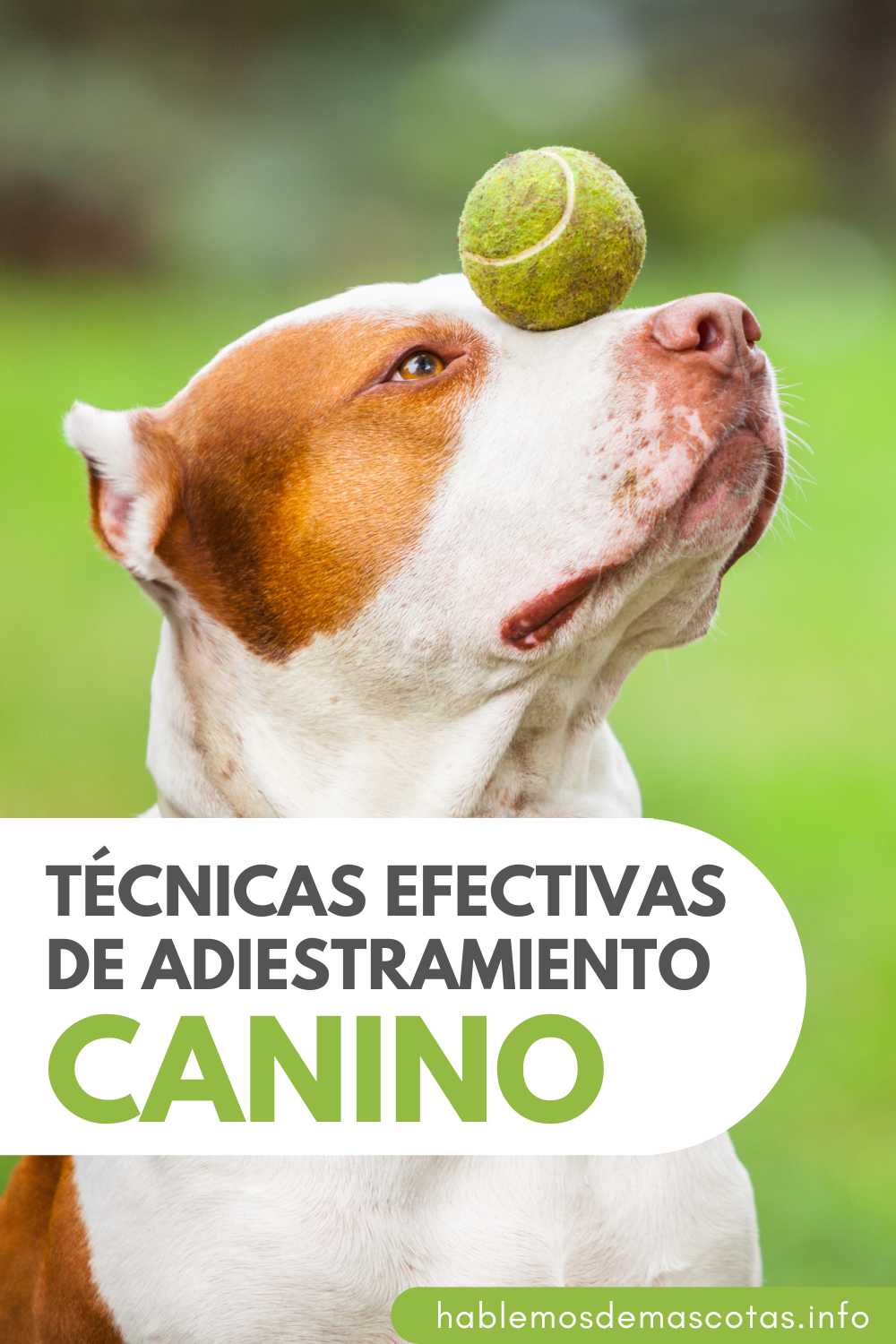 Técnicas Efectivas de Adiestramiento Canino