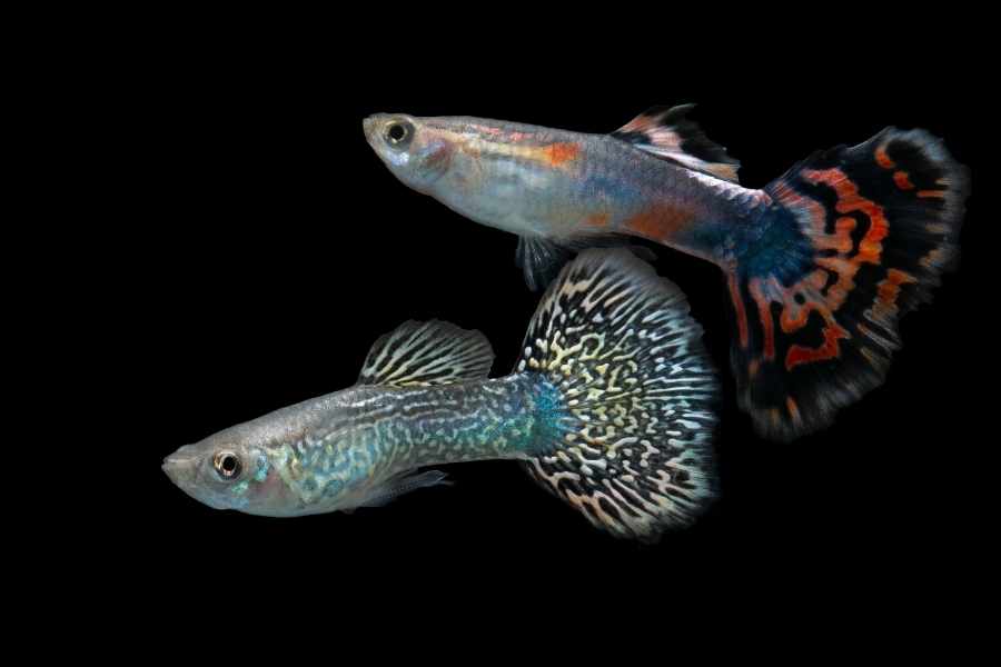 Variedades de peces guppy