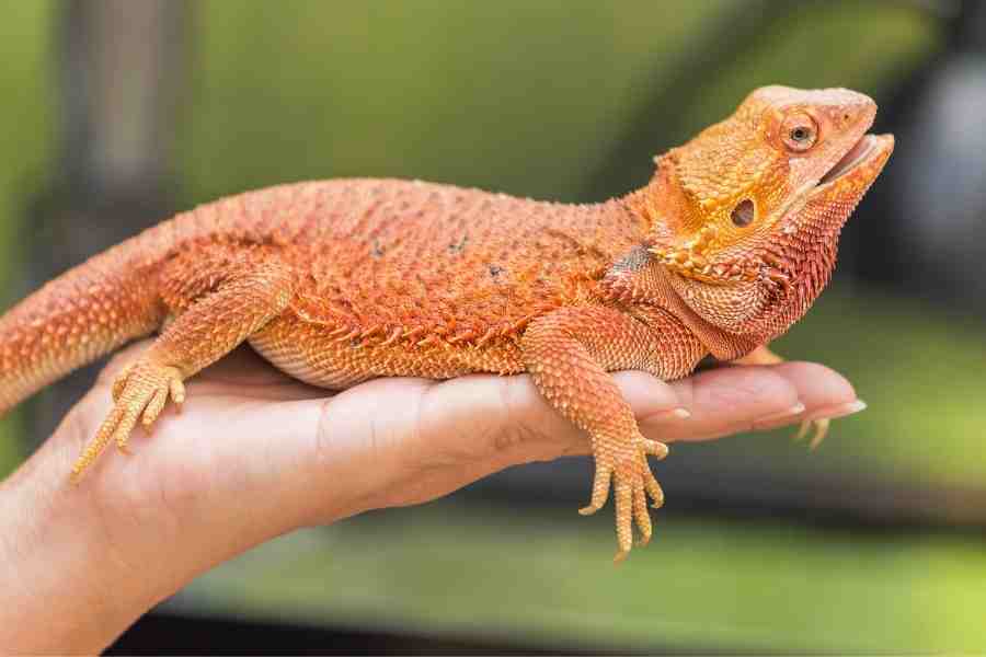 el dragón barbudo como mascota es excelente