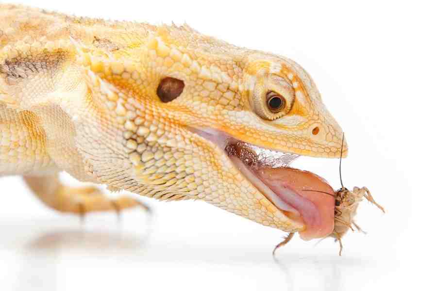 Alimentación de dragón barbudo como mascota