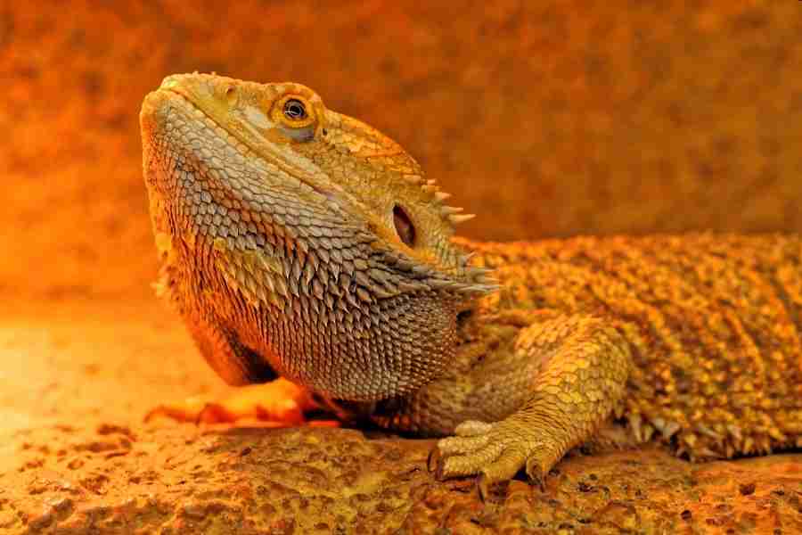 Dragón Barbudo como Mascota