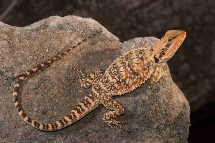 pogona Microlepidota
