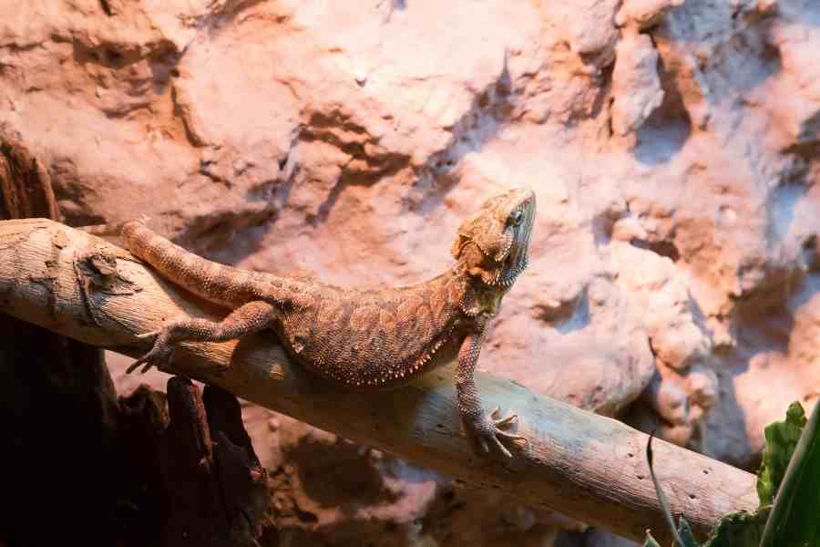 terrario dragón barbudo como mascota