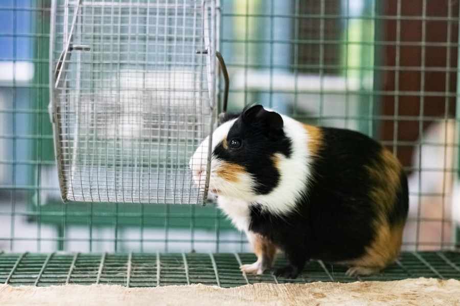 ¿Cómo debe ser la jaula de las cobayas