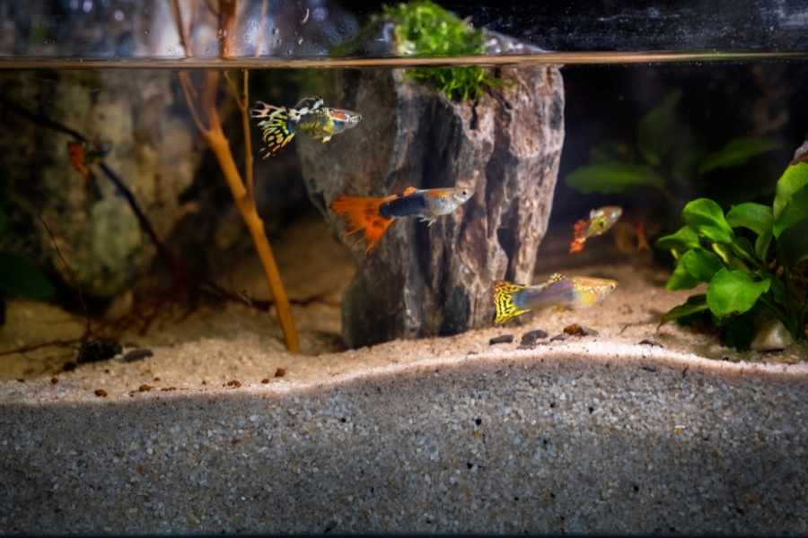 ¿Cómo debe ser el acuario para el pez guppy?