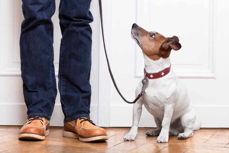 ¿Cómo nos entienden los perros?