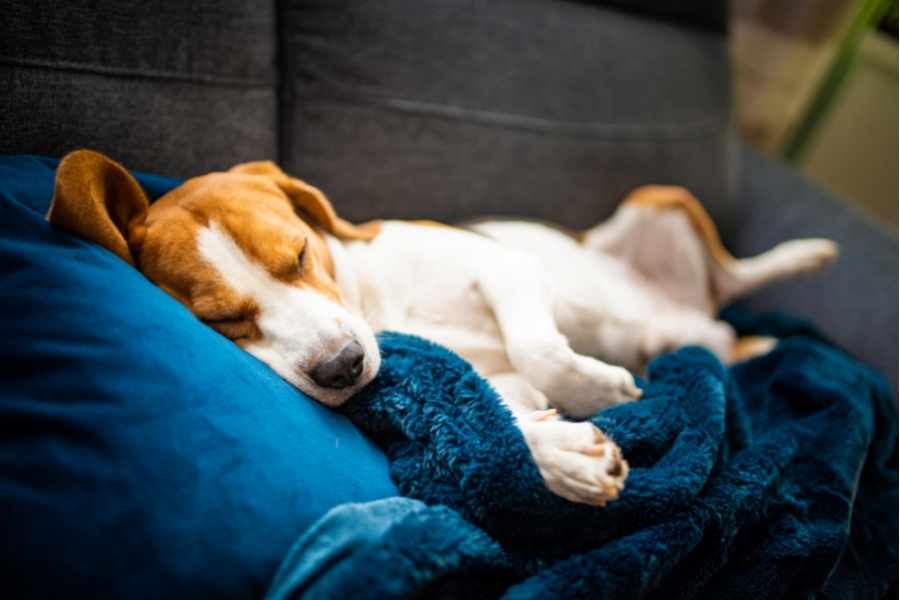 ¿Con que sueñan los perros?