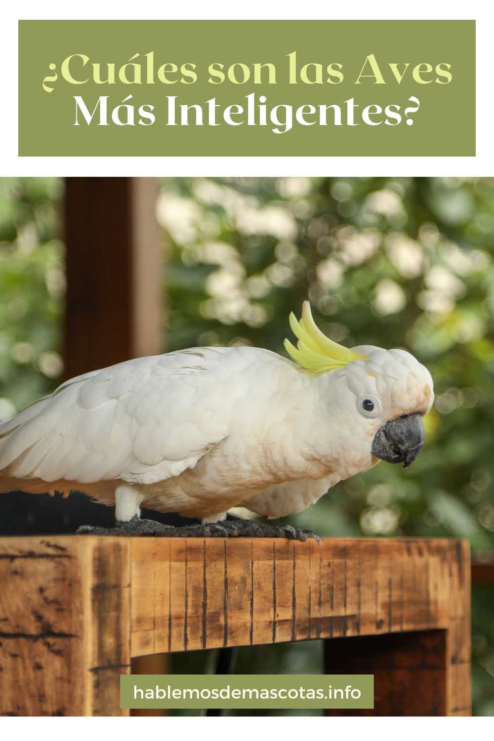 ¿Cuáles son las Aves más Inteligentes