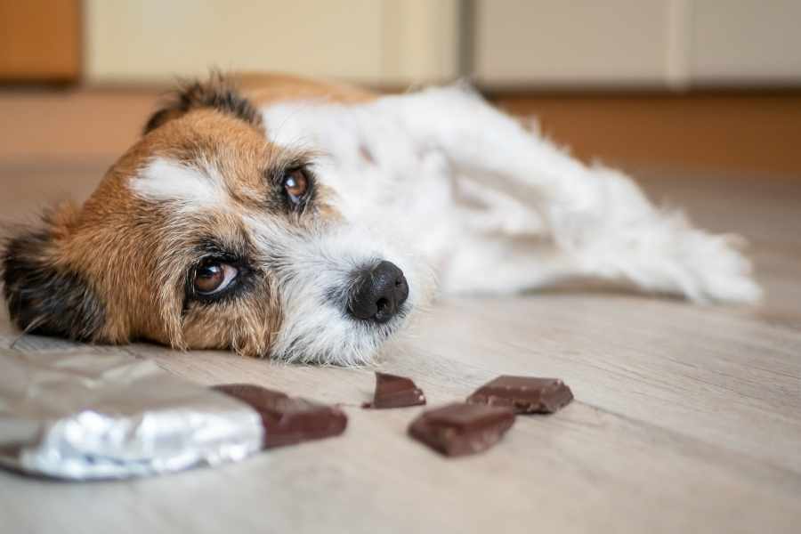 ¿Por qué los perros no pueden comer chocolate?