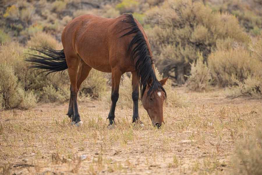 Alimentación ideal del Caballo Mustang