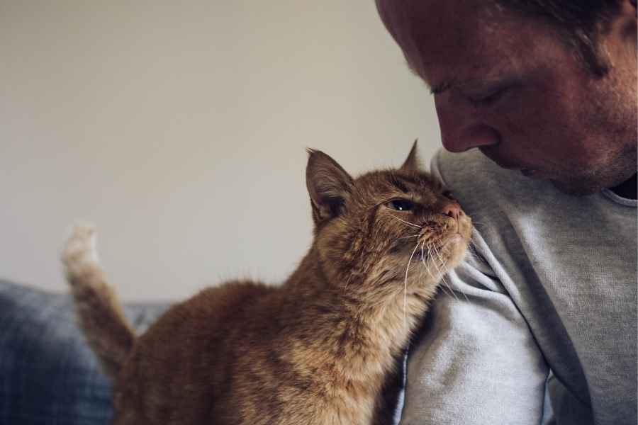 Cómo es el proceso de adopción