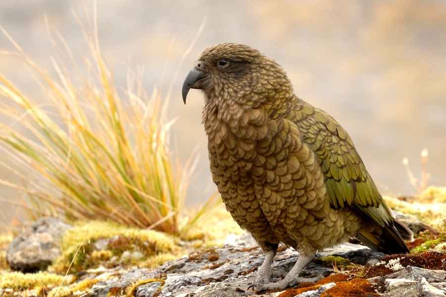 el Kea