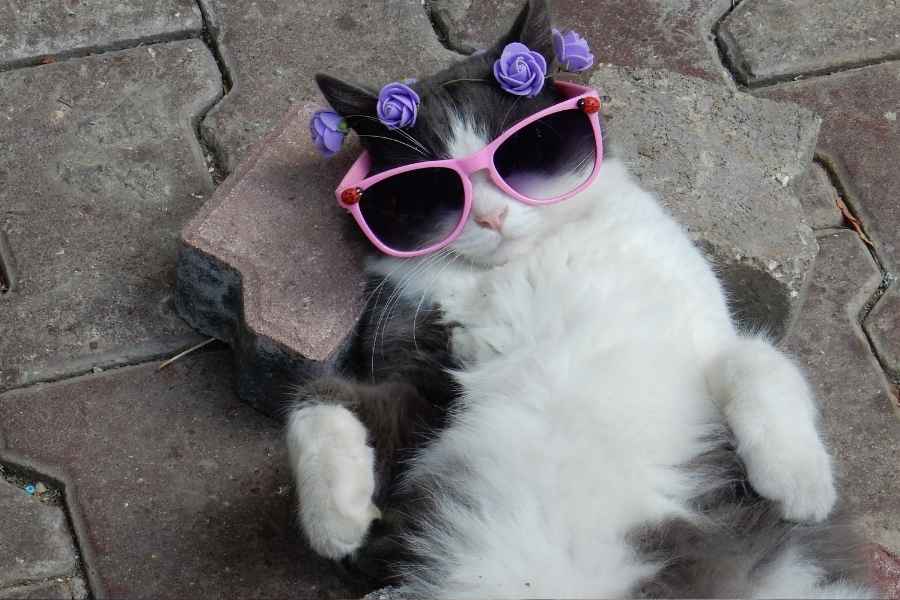 El caracter de los felinos es particular