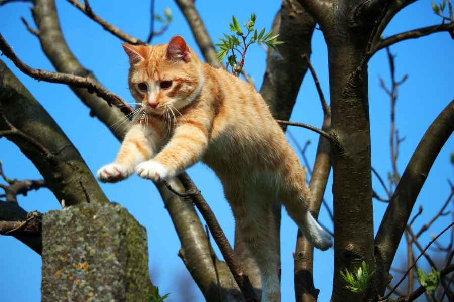 Las alturas no son una limitante para los gatos